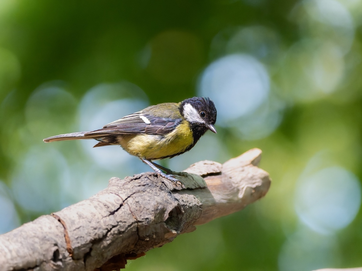 Маленькая синица сидит на ветке дерева