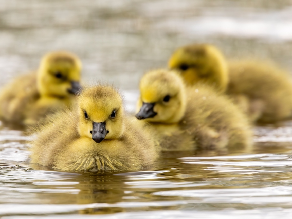 Маленькие желтые гусята в воде 