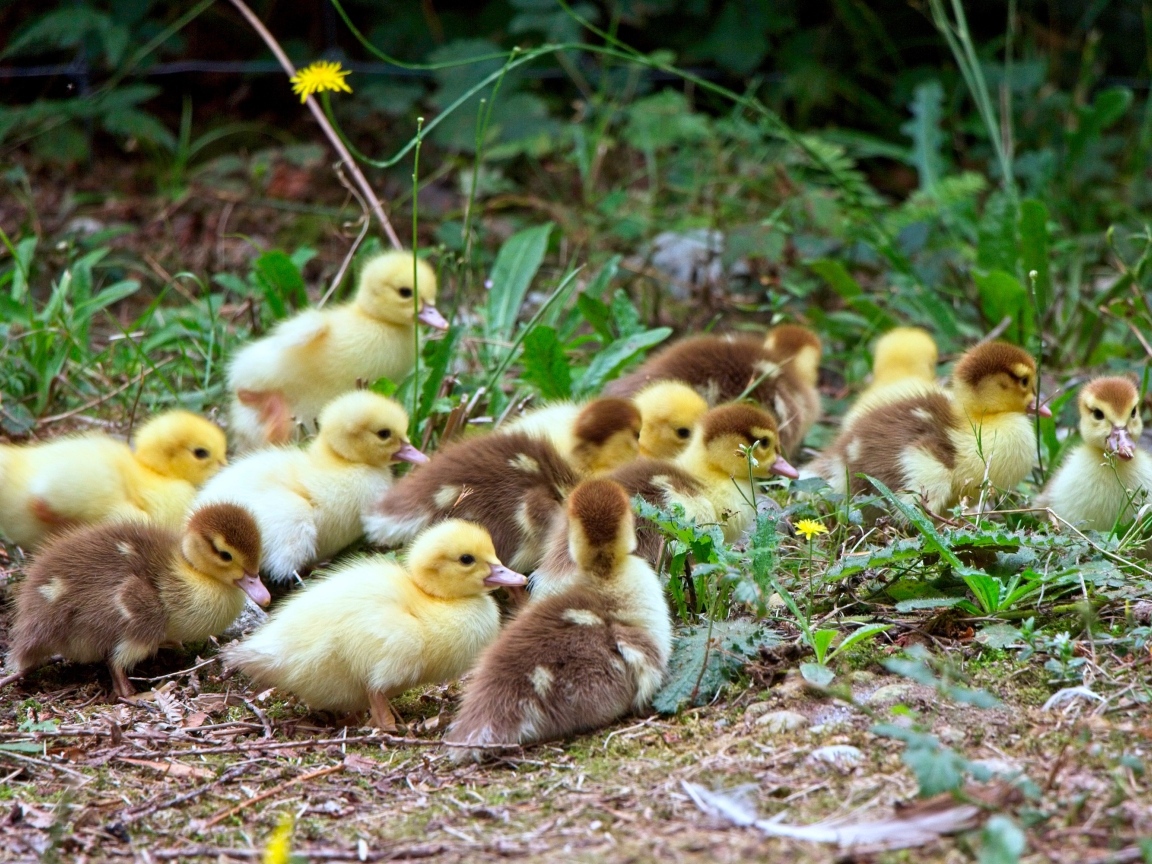 Много маленьких милых утят