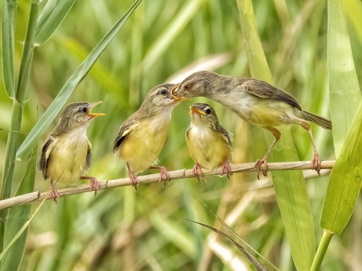 Мама кормит птенцов в камышах
