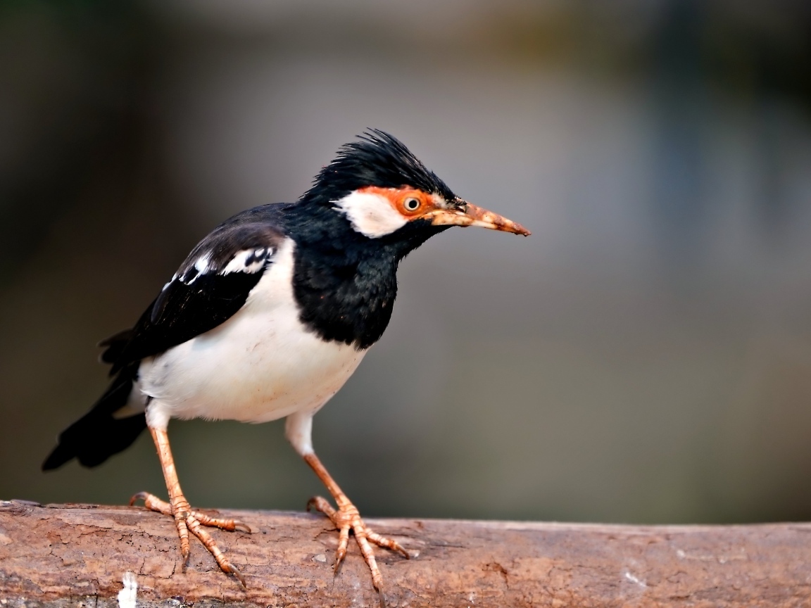 Птица Майна сидит на ветке 