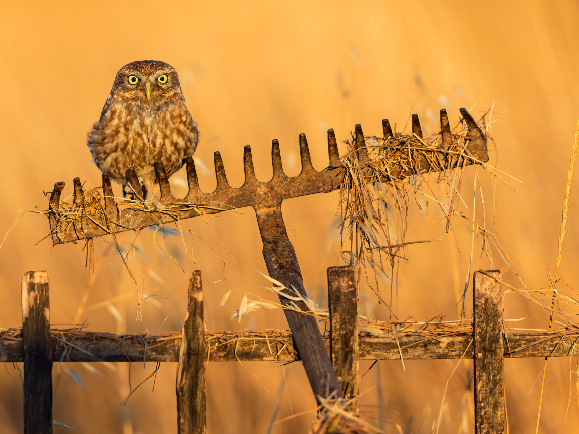 Сова сидит на граблях в лучах солнца