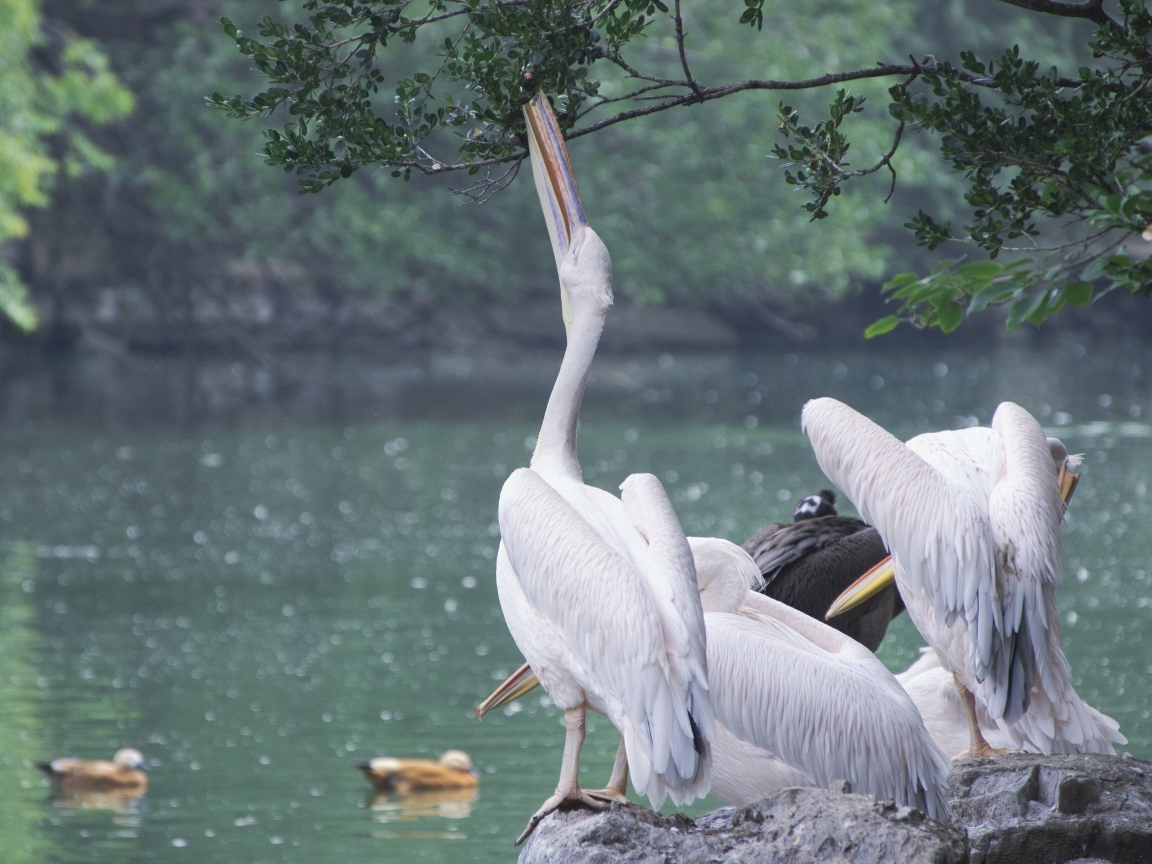 Пеликаны пьют воду сидя на камне