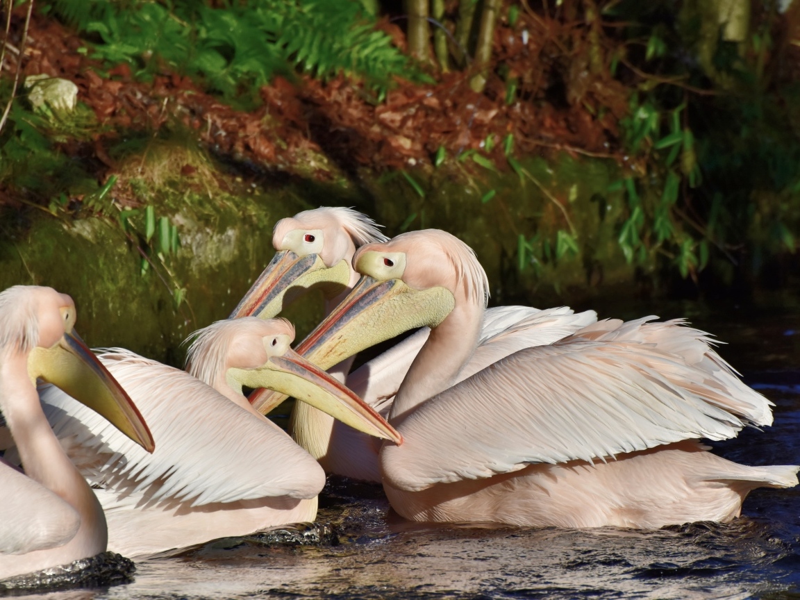 Пеликаны сидят в воде