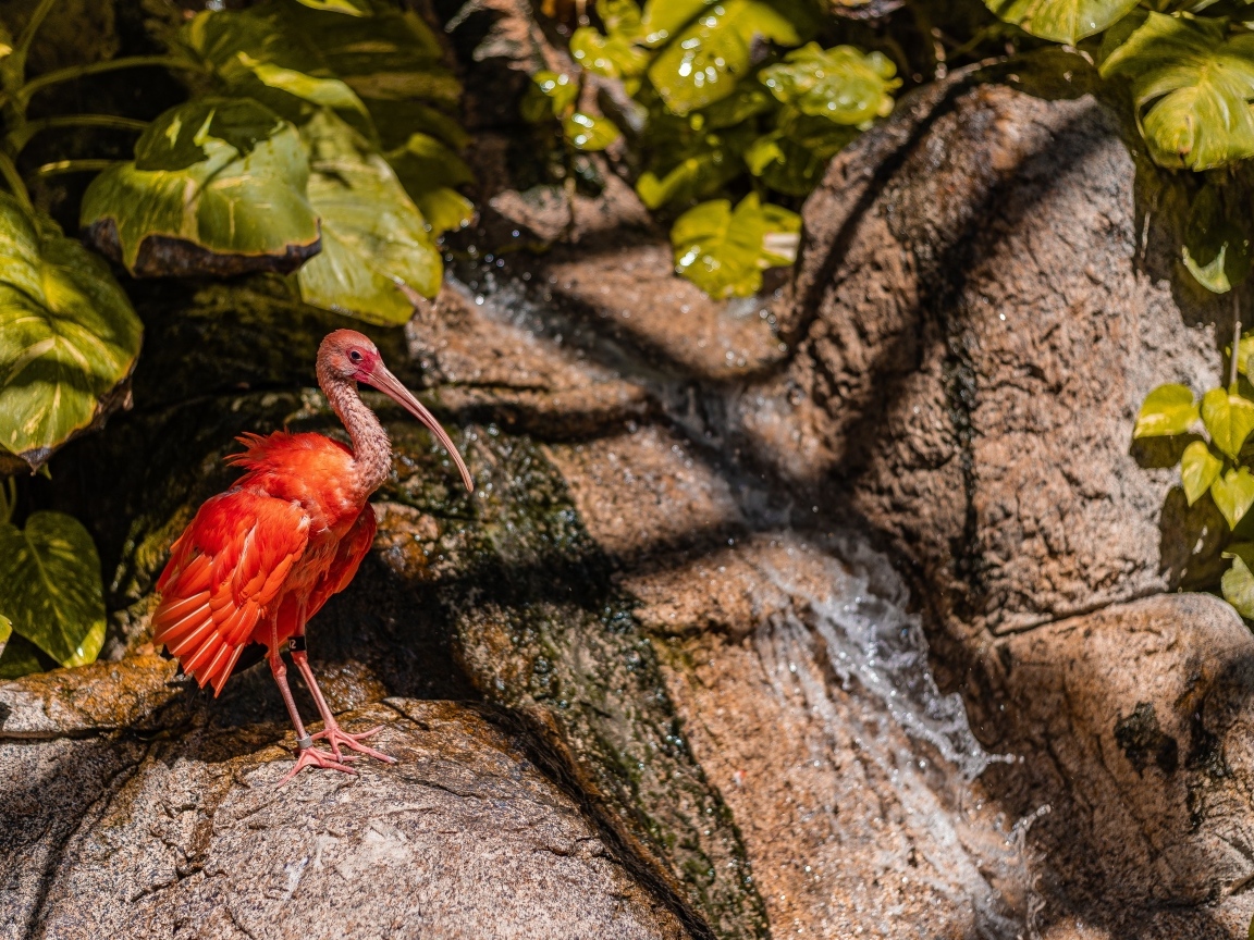 Красная птица ибис стоит на камне у водопада