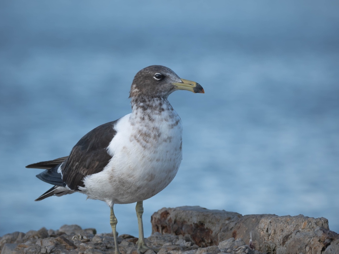 Чайка сидит на камне у моря