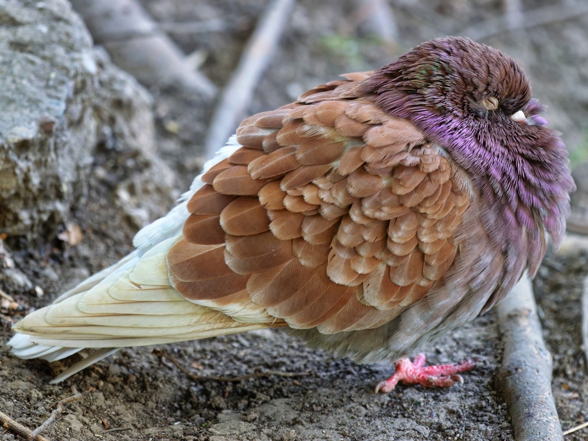 Спящий голубь на земле