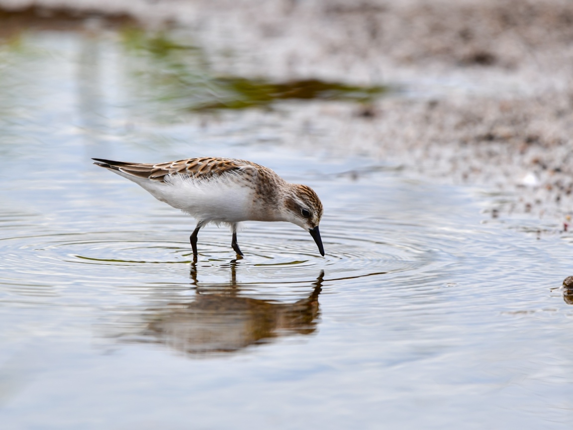 Маленький серый кулик в воде