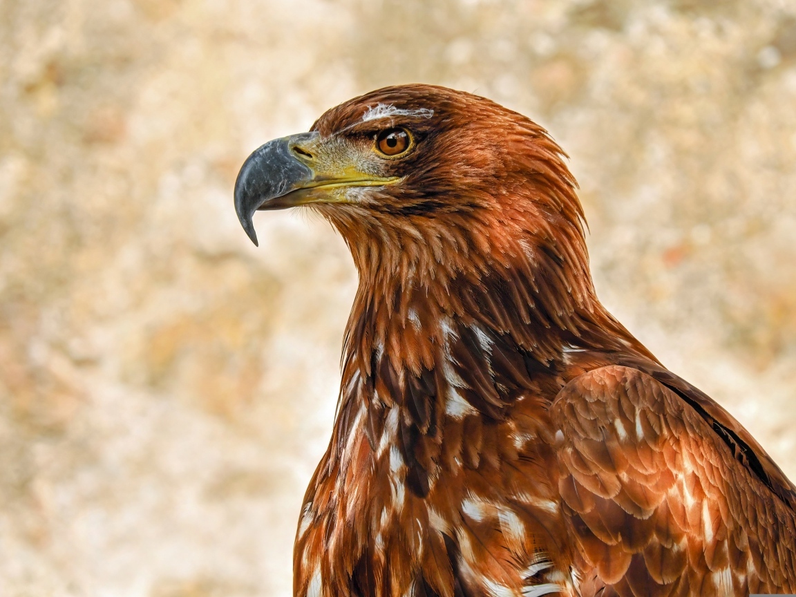 Большой острый клюв у хищного орла