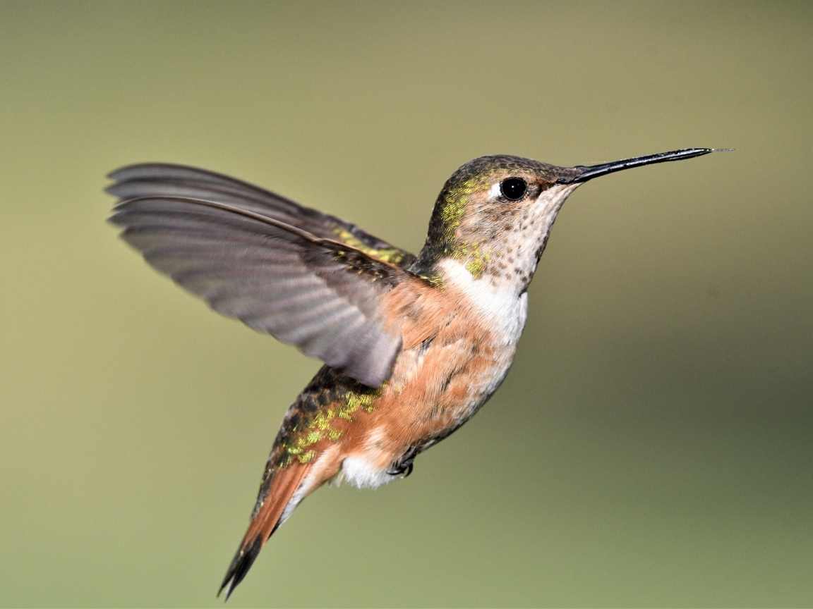 Маленькая птичка колибри расправила крылья