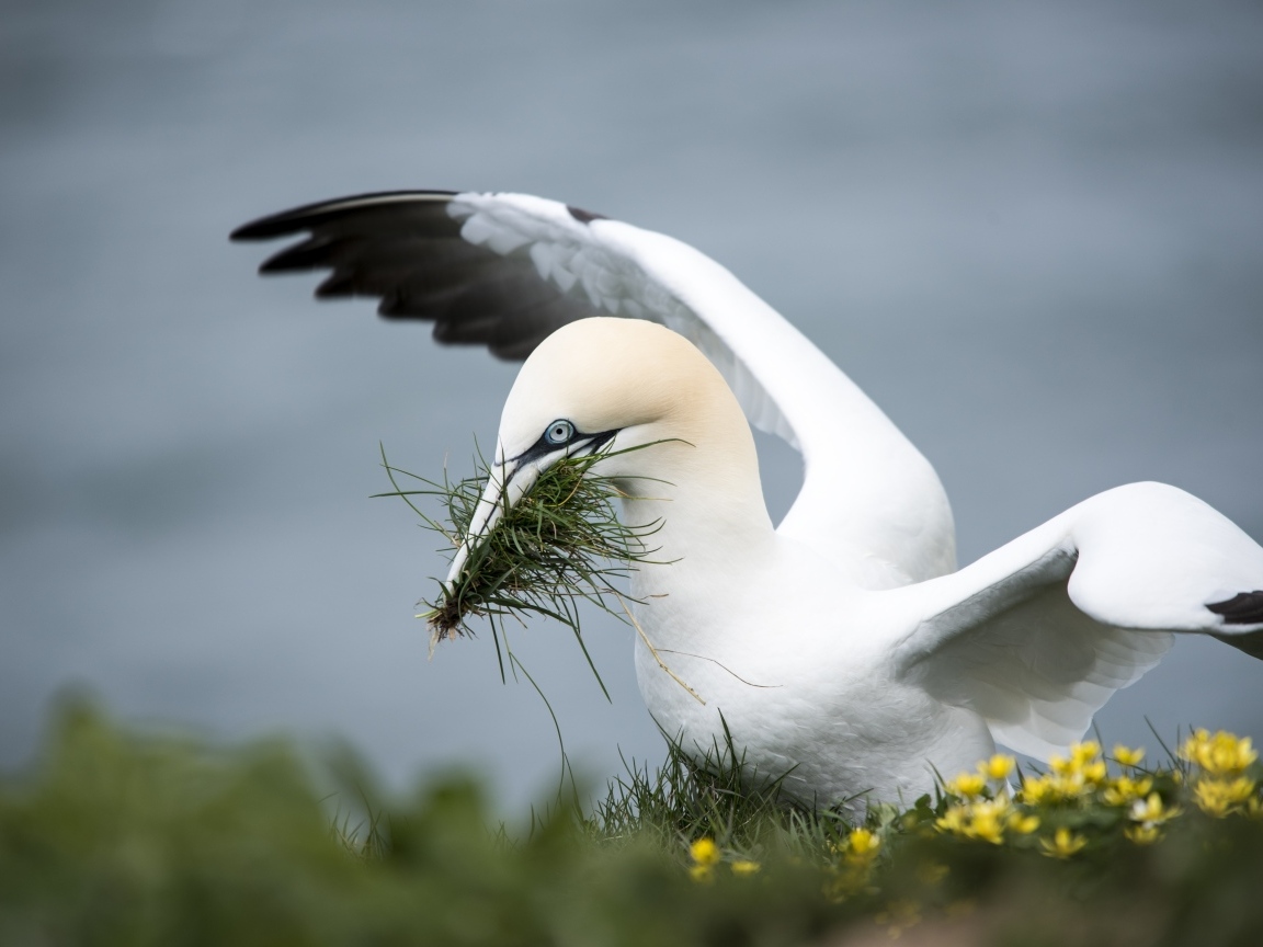 Северная олуша делает гнездо из травы