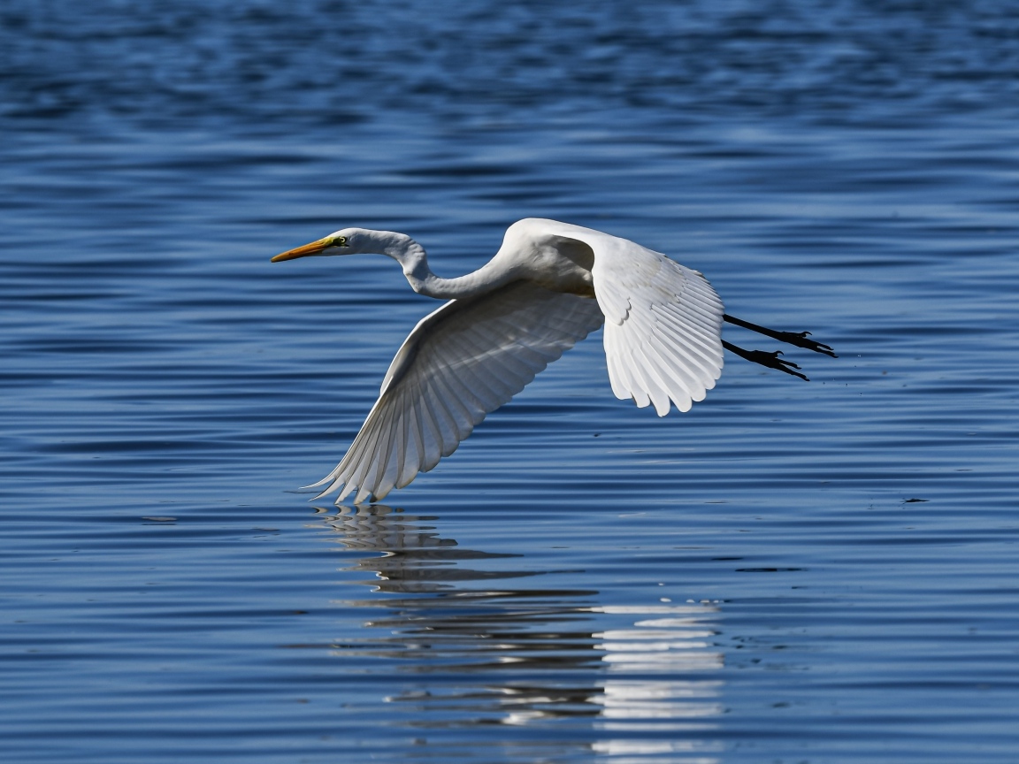 Белая цапля летит на водой