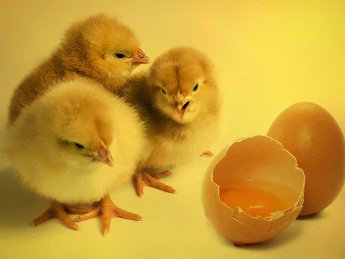 Три маленьких цыпленка с яйцом на желтом фоне
