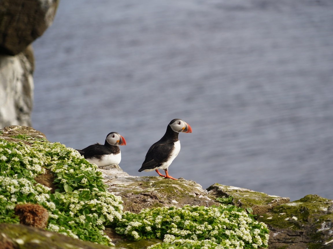Два тупика стоят на скале у моря
