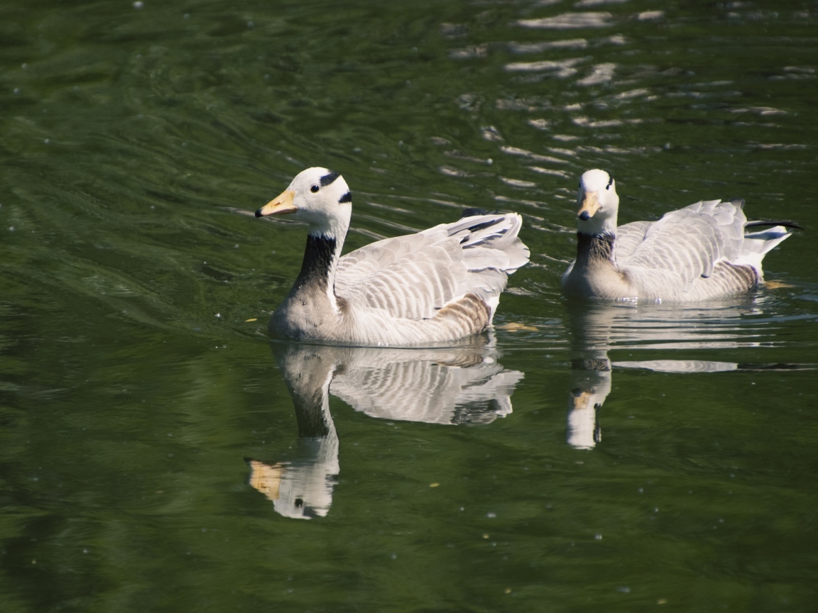 Два гуся плавают в воде