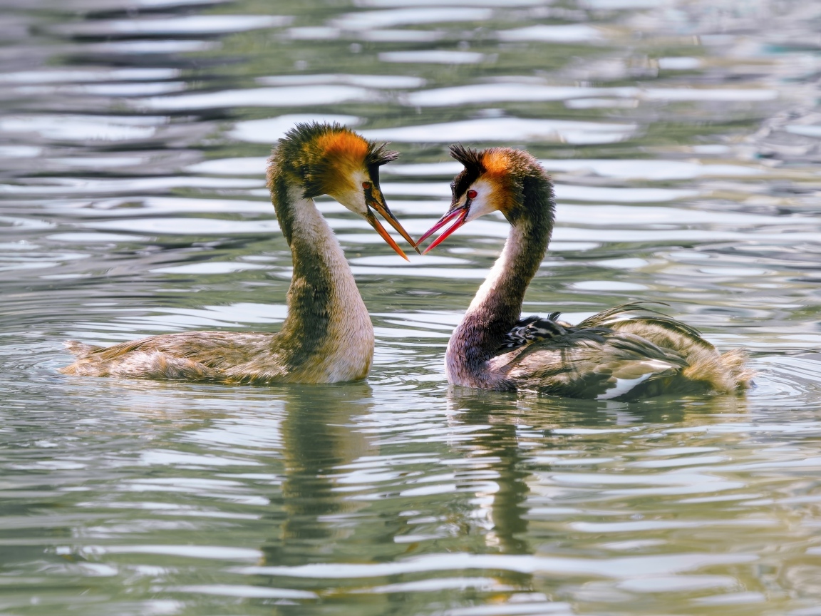 Две птицы поганки в воде