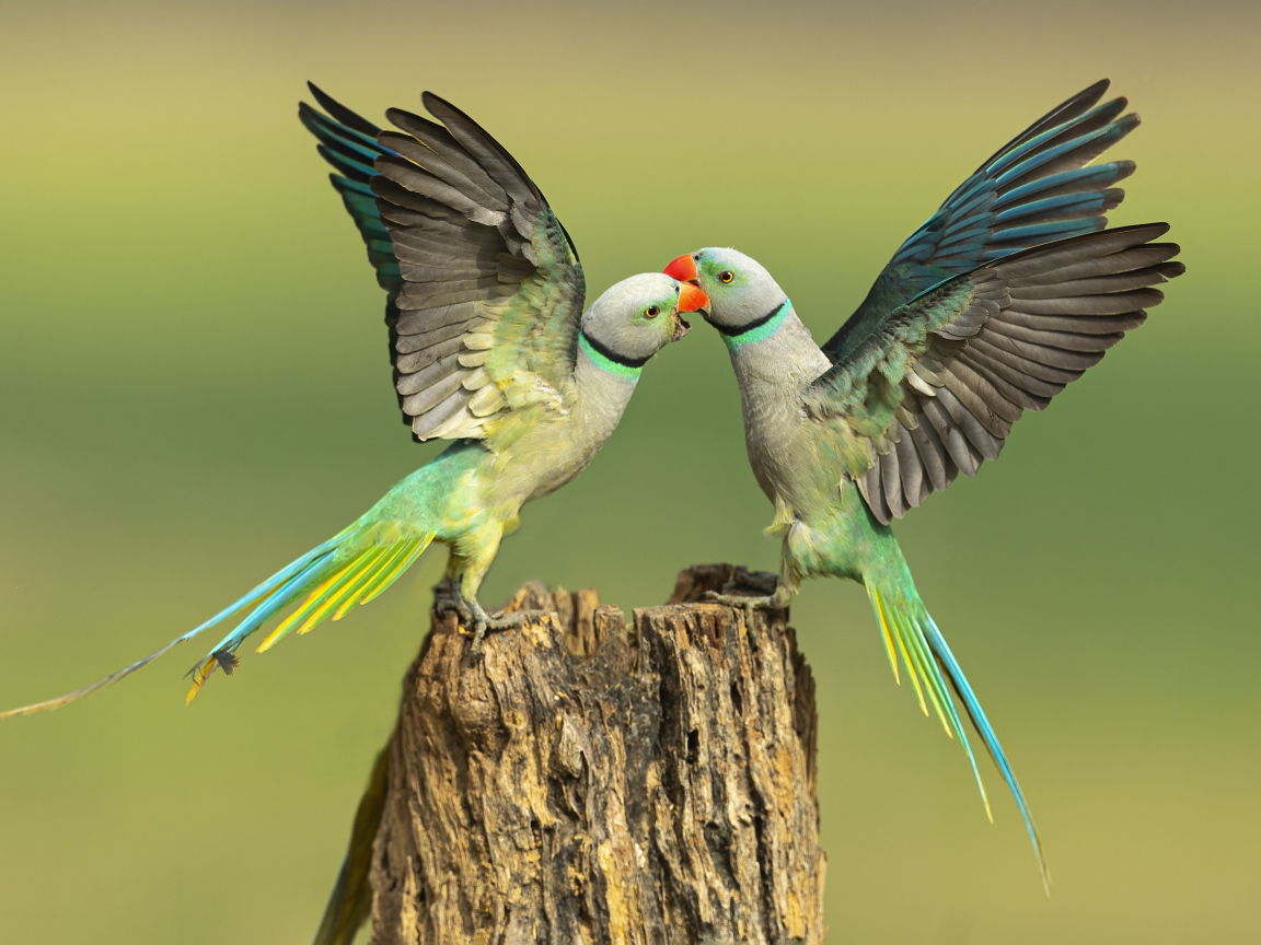 Два зеленых попугая на пне