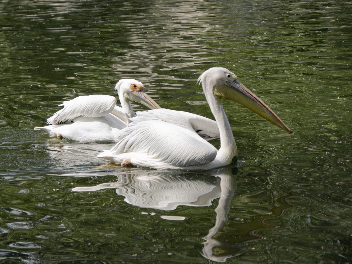 Два пеликана плавают в воде