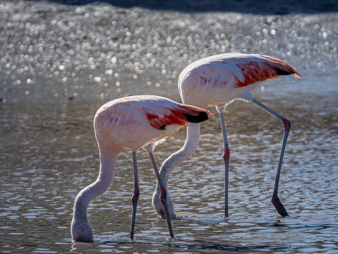 Два розовых фламинго в воде
