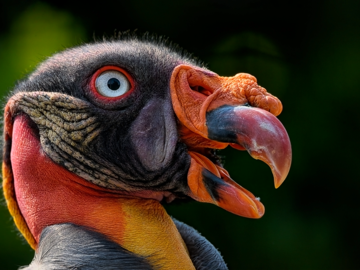 Голова грифа крупным планом