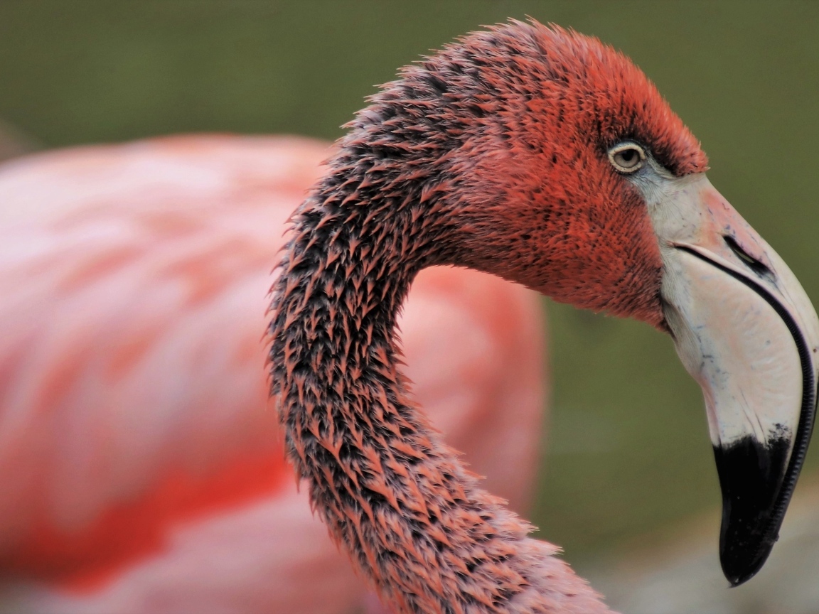Мокрый розовый фламинго с большим клювом
