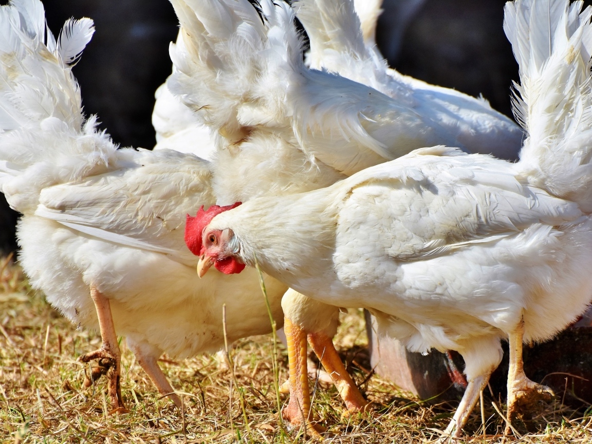 Белые домашние куры на ферме 