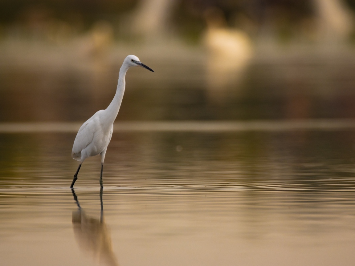 Белая цапля охотится в воде