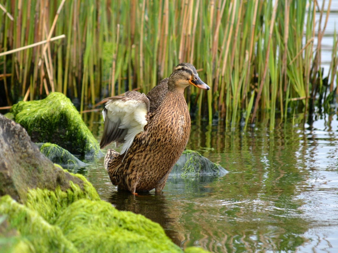 Дикая утка в воде на берегу озера
