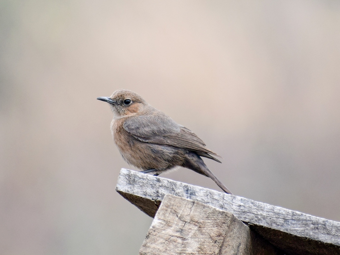 Птица крапивник сидит на  деревянной планке