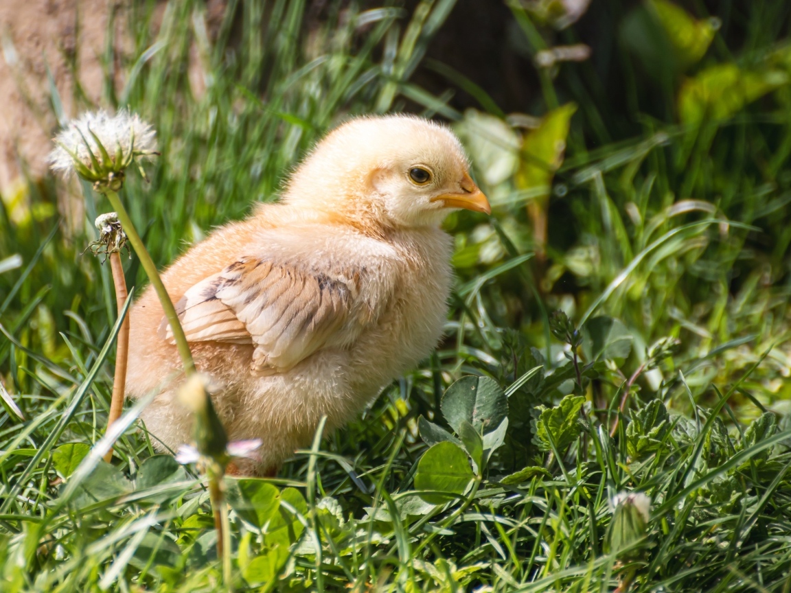 Желтый маленький цыпленок сидит в зеленой траве