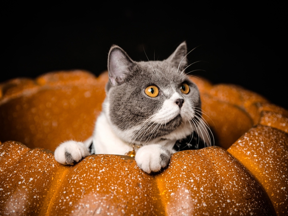Породистый кот с желтыми глазами сидит в тыкве