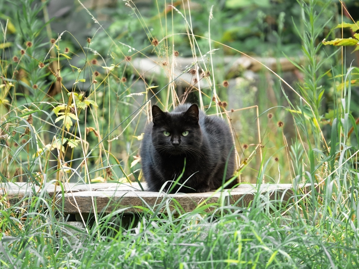 Большой черный кот сидит в зеленой траве