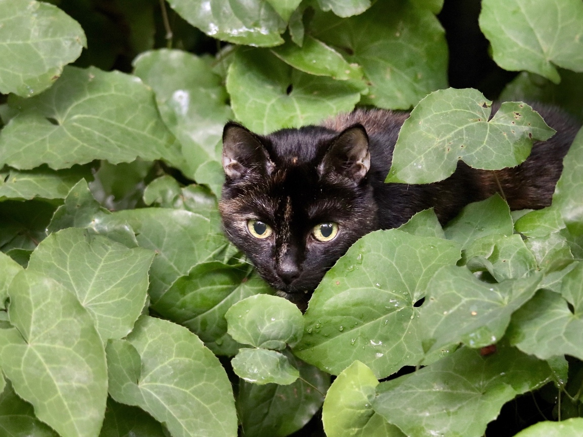 Черная кошка прячется в зеленых листьях