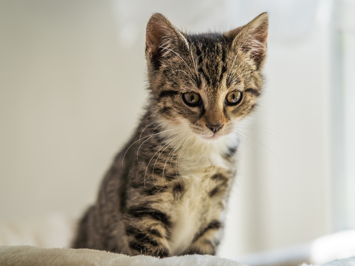 Милый серый котенок сидит на кровати