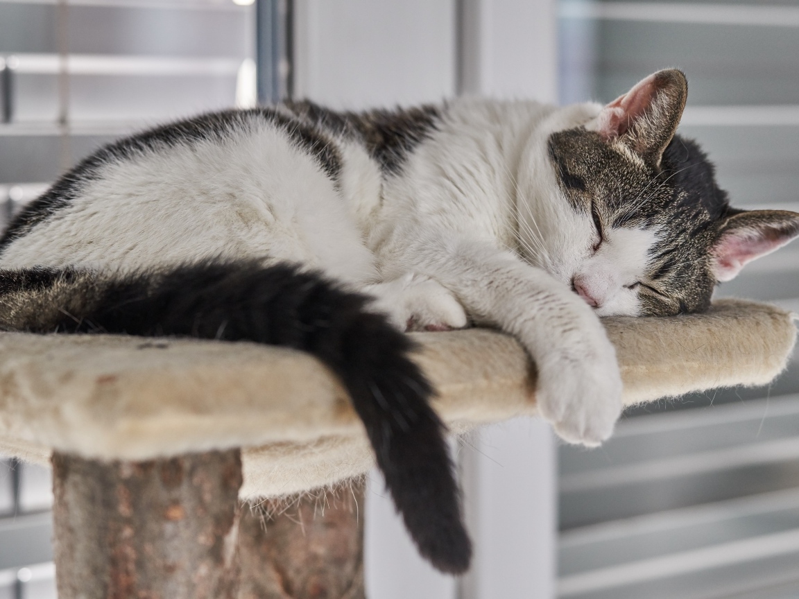 Домашний кот спит на лежанке