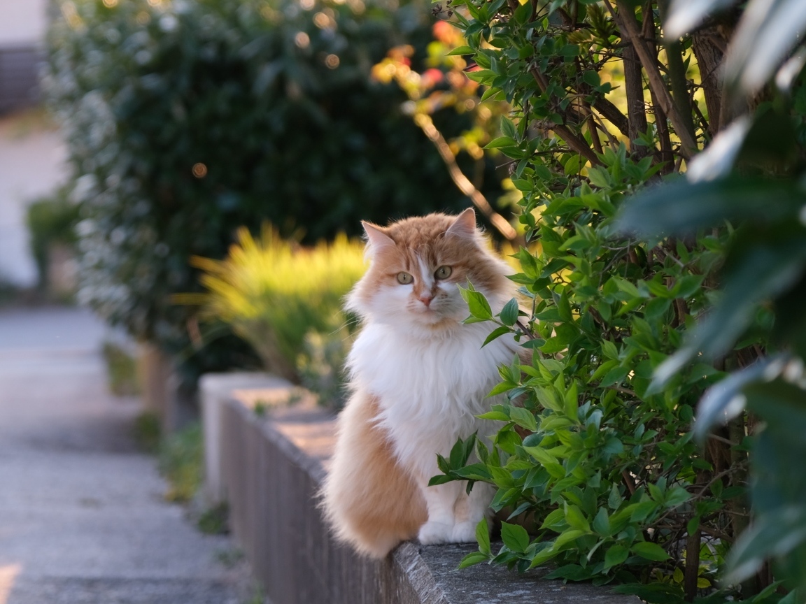 Пушистый рыжий с белым кот сидит у куста