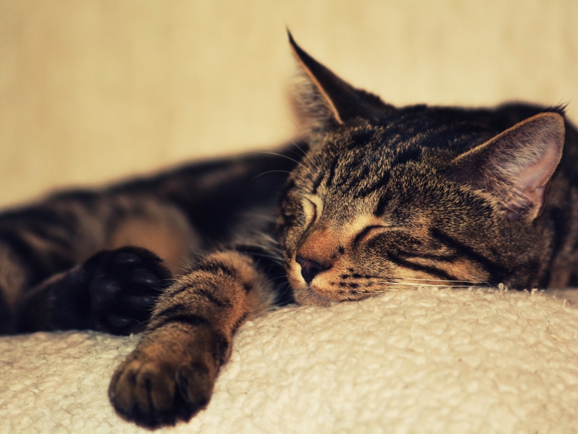 Серая кошка спит на белом покрывале