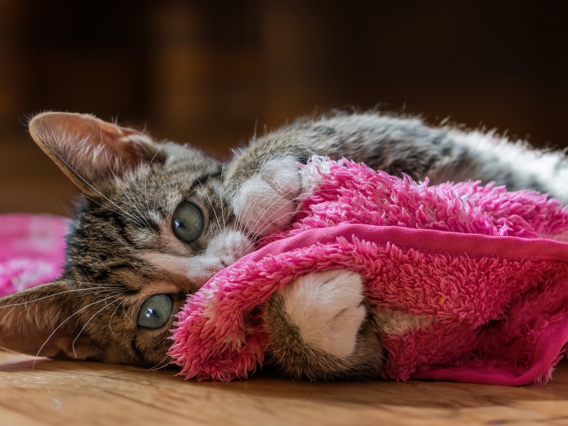 Серый котенок лежит на красном покрывале