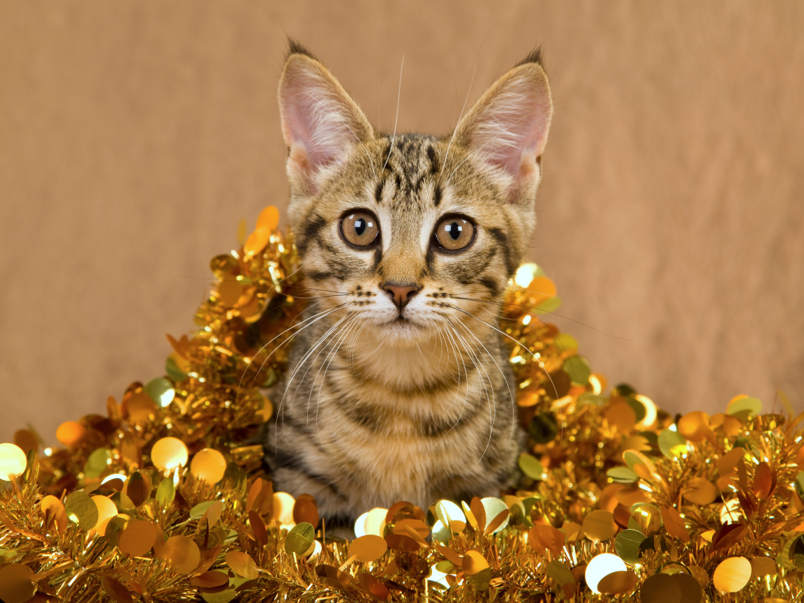 Котенок в новогодней мишуре