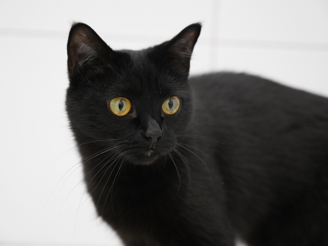 Большая домашняя черная кошка с желтыми глазами