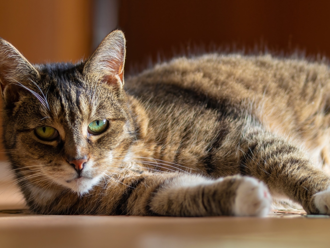 Большой домашний серый кот с зелеными глазами