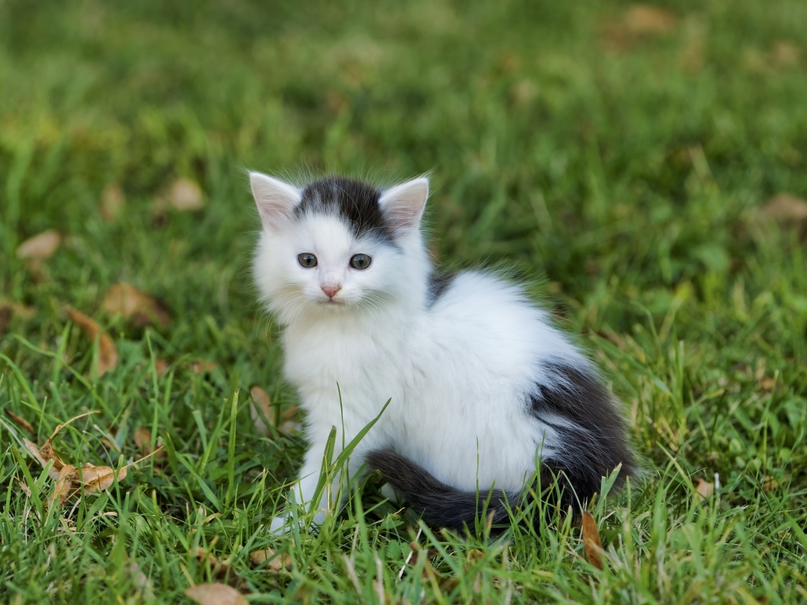 Маленький черно белый котенок сидит на зеленой траве