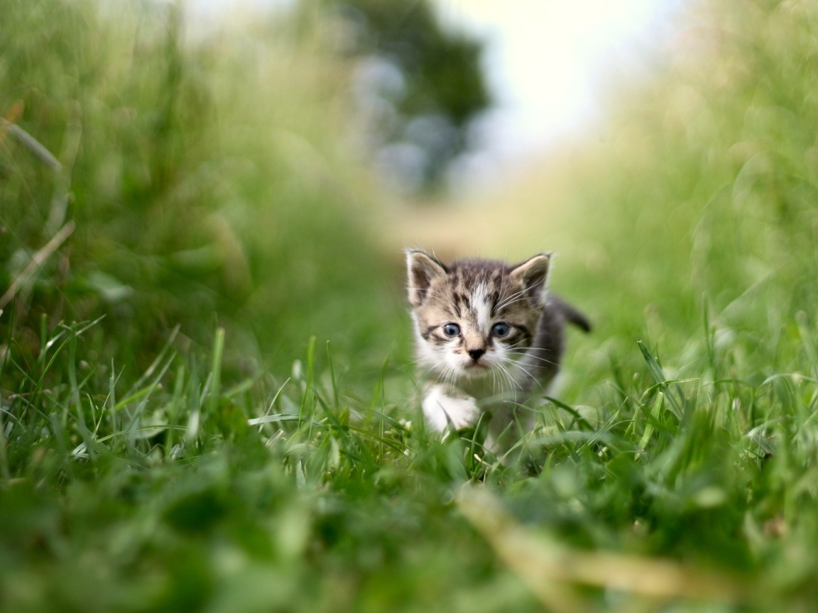 Маленький серый котенок в зеленой траве