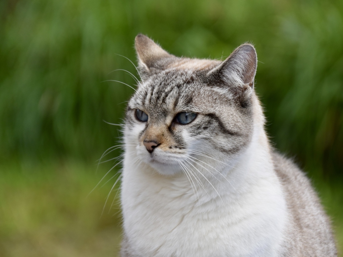 Задумчивый породистый кот 