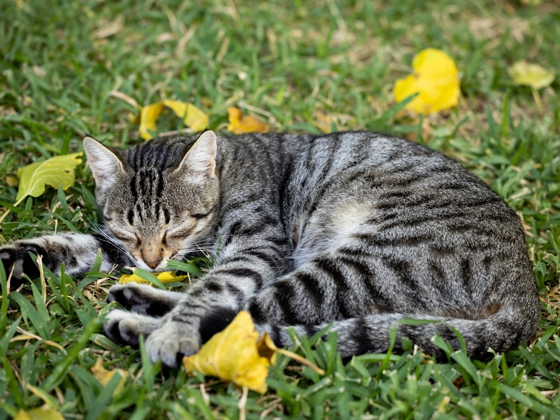 Полосатый серый кот лежит на траве