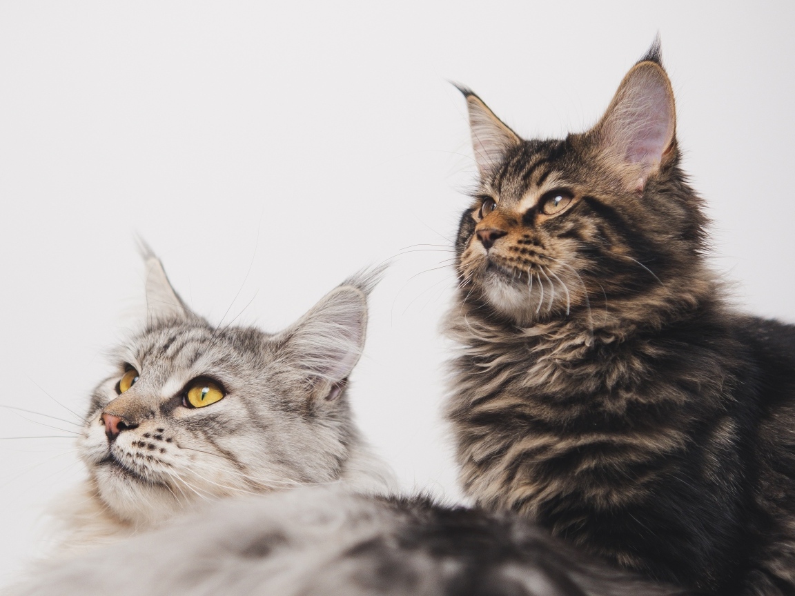 Два мейнкуна на сером фоне