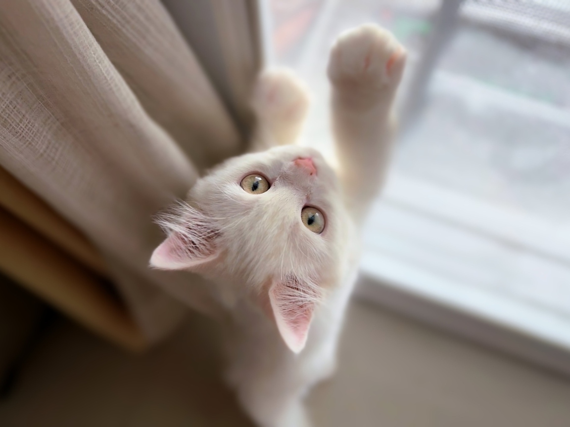 Белый котенок стоит у окна