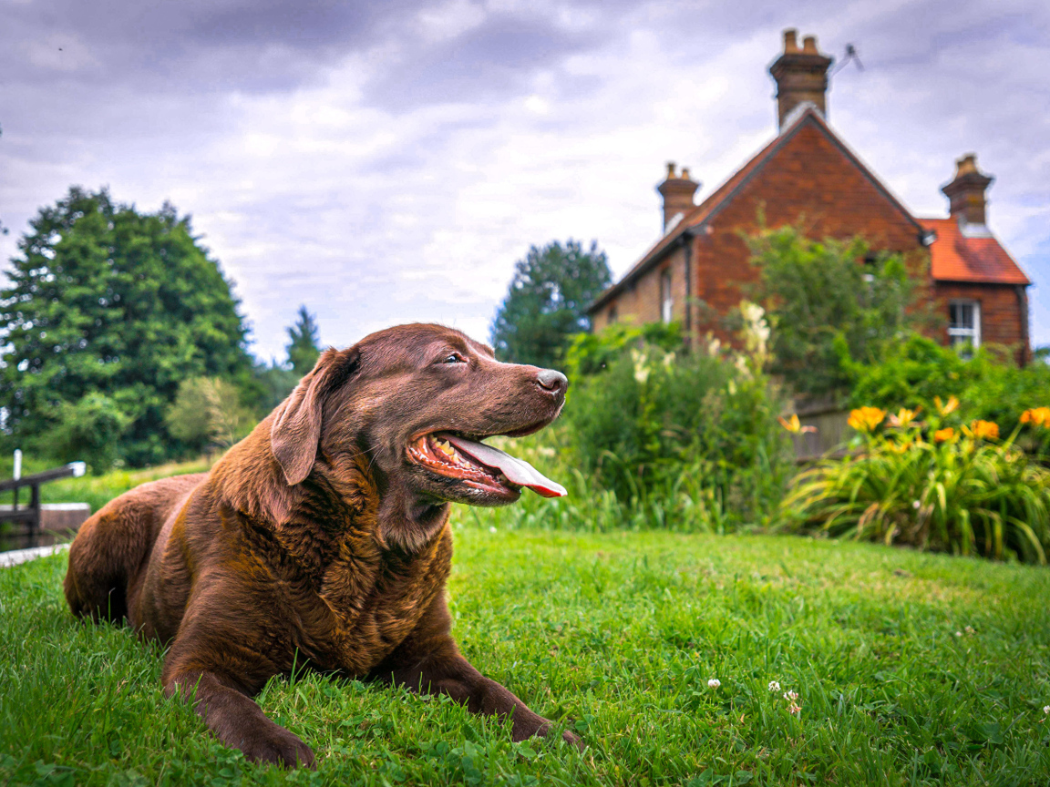 Коричневый лабрадор с высунутым языком лежит на траве