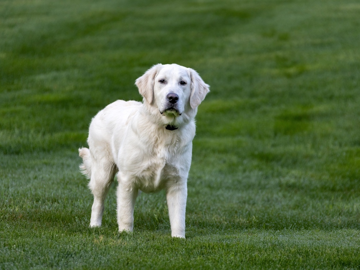 Большой золотистый ретривер на зеленой траве