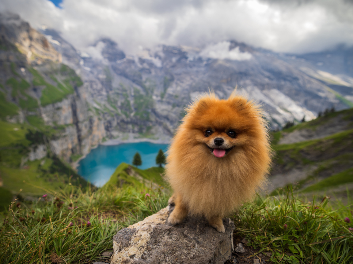 Милый шпиц стоит на камне